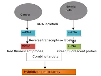 Array Technology between Normal Cells and Cancer Cells