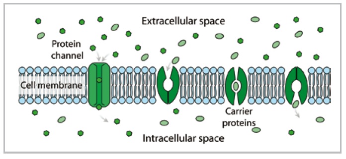Intercellular Space