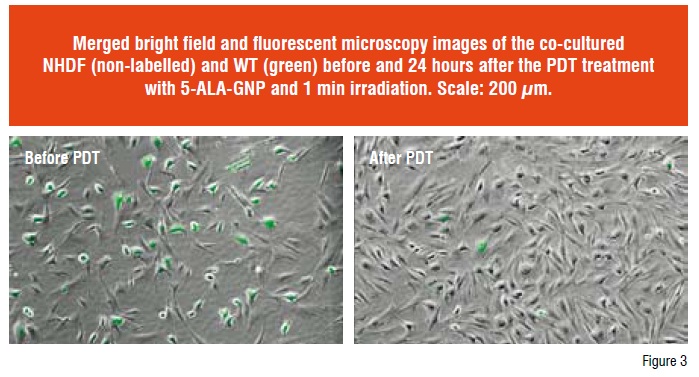 Merged bright field and fluorescent microscopy images