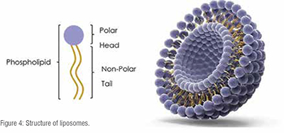 Liposomes
