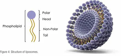 Liposomes
