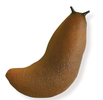 Live invertebrate model organisms used in toxicology testing