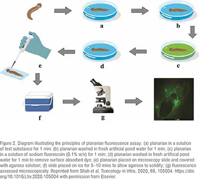 Researchers studying toxicology with live invertebrate models
