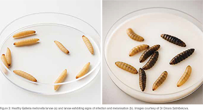 Live invertebrate specimens in a toxicology research setting