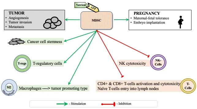 Alpha-fetoprotein as a drug