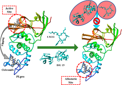 allosteric regulation of SARS-CoV-2 protease