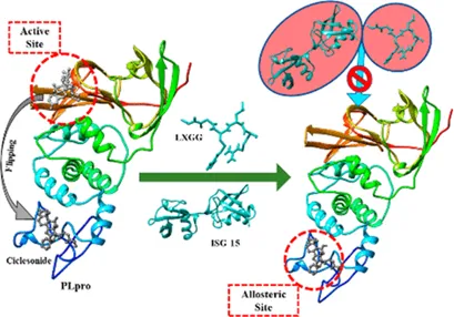 allosteric regulation of SARS-CoV-2 protease