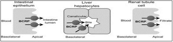 BCRP expression in liver