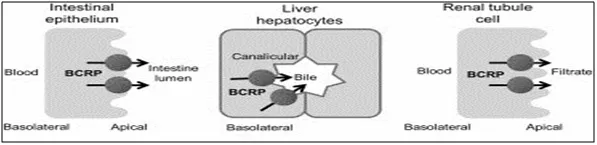 BCRP expression in liver