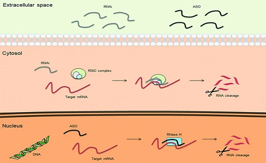  RNA cleavage via RNase H and blockage mechanisms