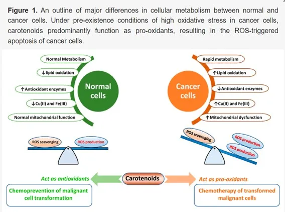  Chromatin Inhibition in Cancer