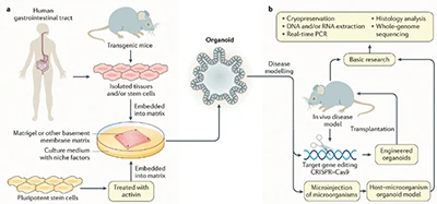 Various organoid models used in cancer research, illustrating their utility in recapitulating tumor biology and facilitating drug validation.