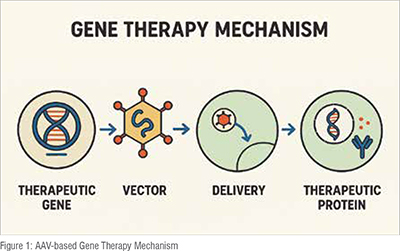 Schematic of gene-to-GMP manufacturing process for gene therapy