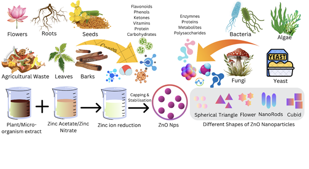 Schematic diagram of green synthesis of metallic nanoparticles using plant extracts