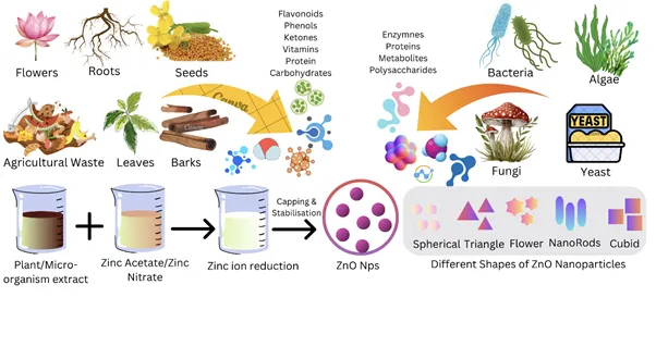 Schematic diagram of green synthesis of metallic nanoparticles using plant extracts