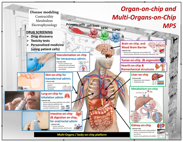 Organ-on-chips for Diseases Studies and Drug Development