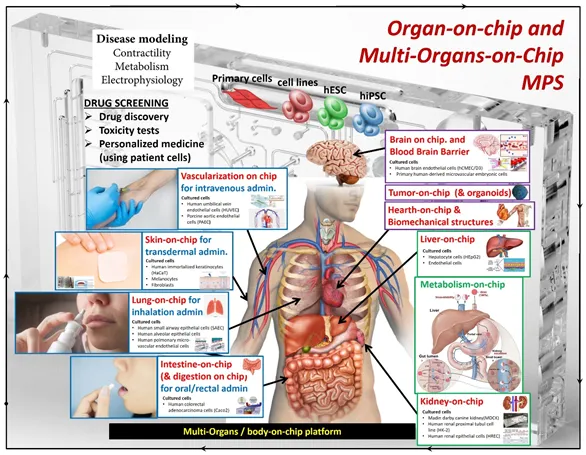 Organ-on-chips for Diseases Studies and Drug Development
