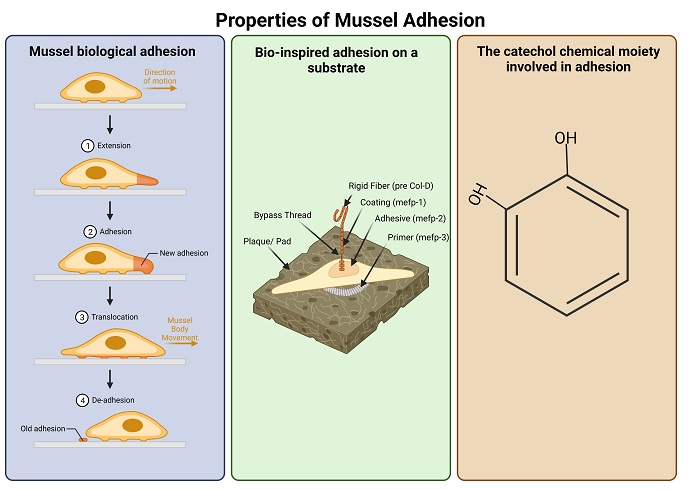 Mussel Adhesion