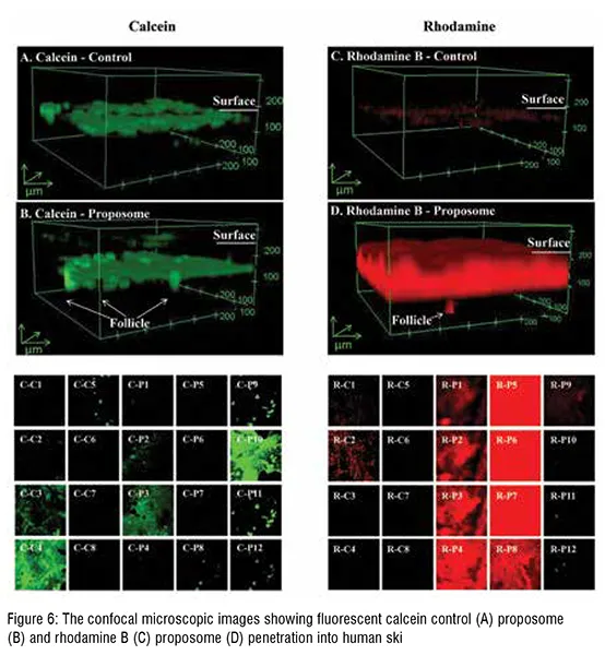The Confocal microscopic images