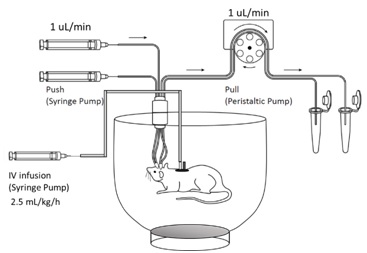 A push-pull large-pore microdialysis system