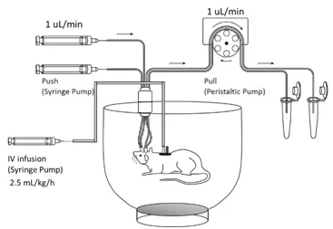 A push-pull large-pore microdialysis system A push-pull large-pore microdialysis system