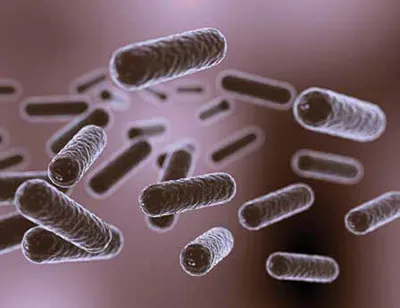 Bacterial Metallo-β-lactamases