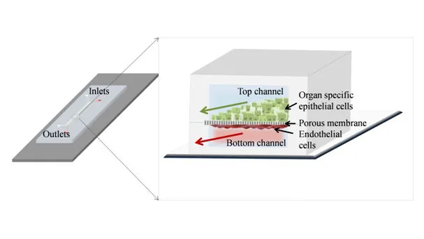 Organ-on-a-chip