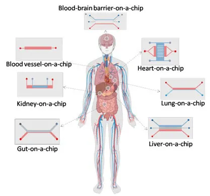 Human-on-a-chip’ technology