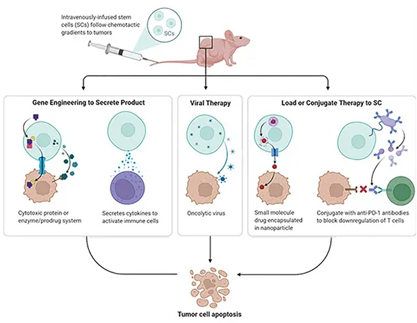 tumour cell apoptosis tumour cell apoptosis