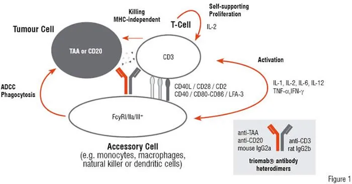Immunogenicity and the Therapeutic Concept behind Triomab? Antibodies