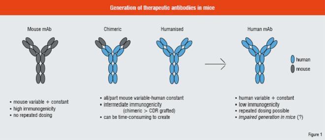 Generation of therapeutic antibodies in mice