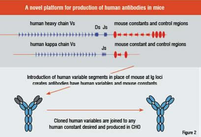 A novel platform for production of human antibodies in micw