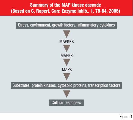 Figure 1:Summary of the MAP Kinase Cascade (Based on C. Ropert, Curr. Enzyme Inhib., 1,75-84,2005)