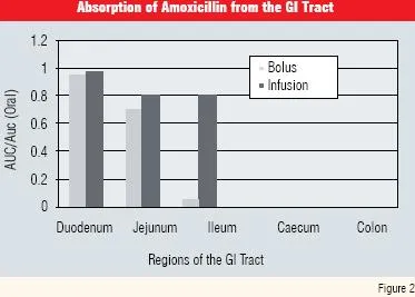 absorption of amoxicillin from the GU tract