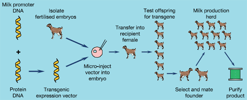 Transchromosone Technology: How transgenic animals are used in biopharmaceutical manufacturing
