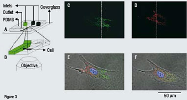 Partial treatment of a bovine capillary endothelial cell