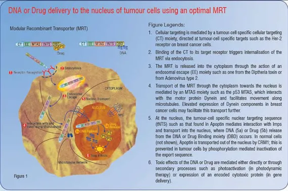 DNA or Drug delivery to the nucleus of tumour cells using and optimal Modular Recombinant Transporter (MRT)
