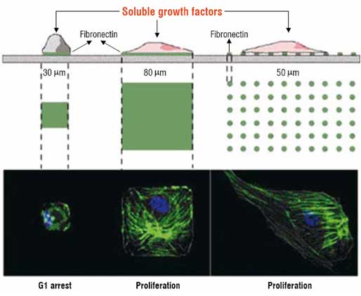 A demonstration of microcontact printing to pattern cells on a surface