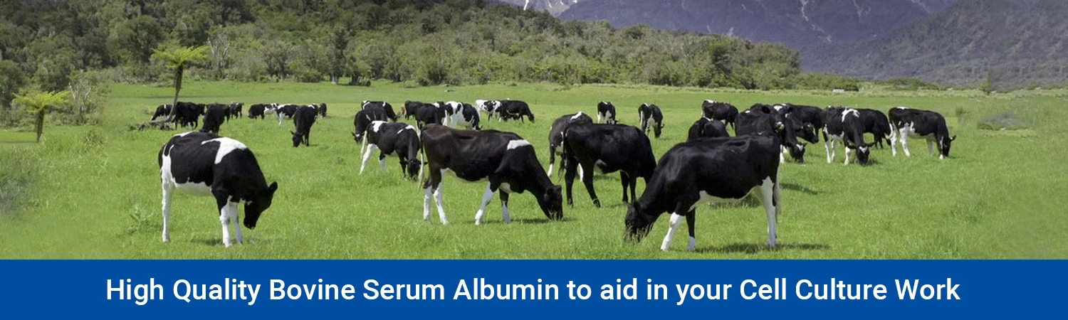 high-quality-bovine-plasma-proteins