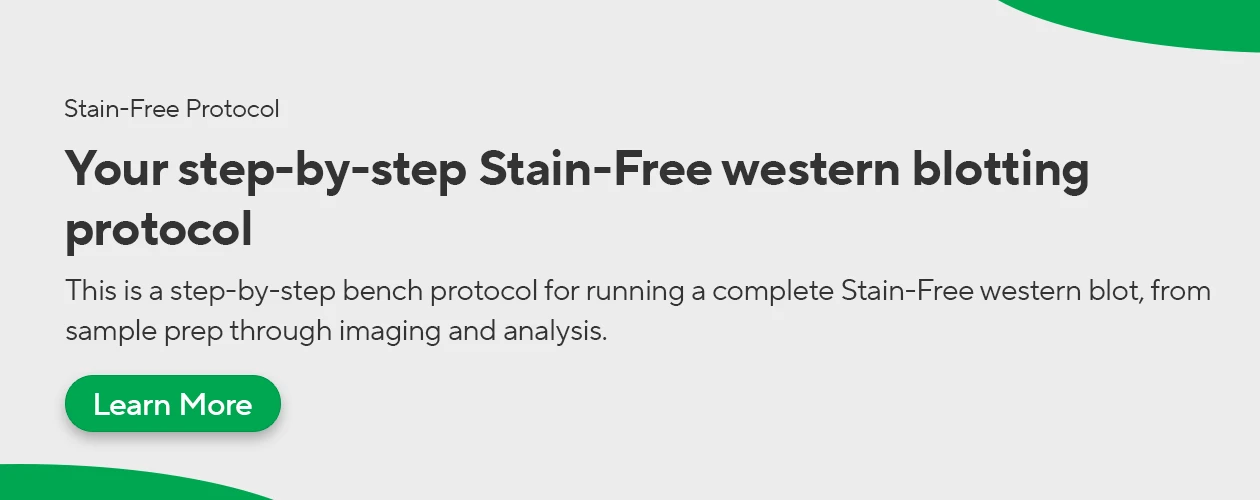 biorad-general-stain-free-western-blotting-protocol-banner
