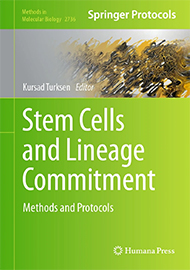 Stem Cells and Lineage Commitment