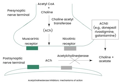 Acetylcholinesterase