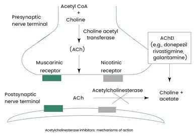 Acetylcholinesterase