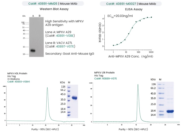 Mouse MAb