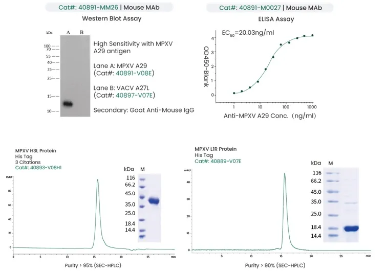 Mouse MAb