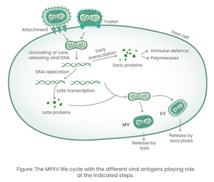 MPVX Life Cycle