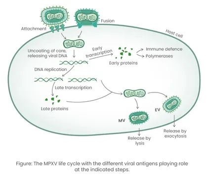 MPVX Life Cycle